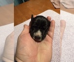 Small #3 Great Dane