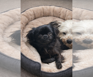 Pekingese-Unknown Mix Dogs for adoption in San Diego , CA, USA