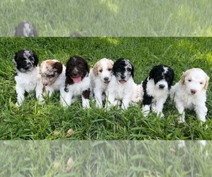 Goldendoodle-Poodle (Standard) Mix Litter for sale in PARIS, TX, USA