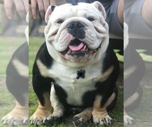 Father of the Bulldog puppies born on 09/01/2019