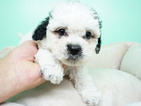 Small Photo #2 Shih-Poo Puppy For Sale in LAS VEGAS, NV, USA