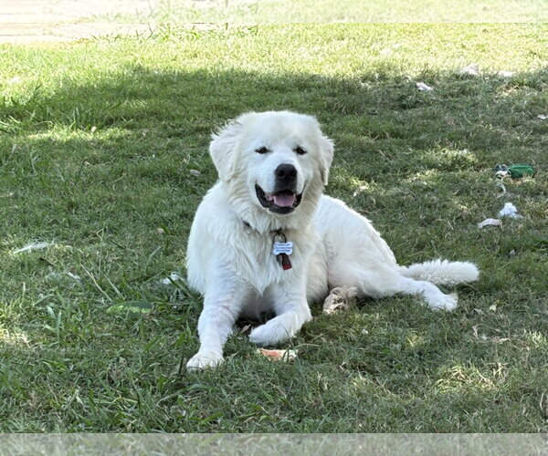 Medium Photo #3 Great Pyrenees Puppy For Sale in Spring, TX, USA