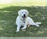 Small #2 Great Pyrenees