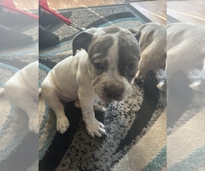 American Bully Puppy for sale in HAMMOND, IN, USA