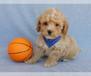 Cavapoo Puppy for sale in MILLERSBURG, OH, USA