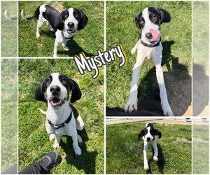 Treeing Walker Coonhound Dogs for adoption in Pierceton , IN, USA
