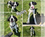 Small Treeing Walker Coonhound
