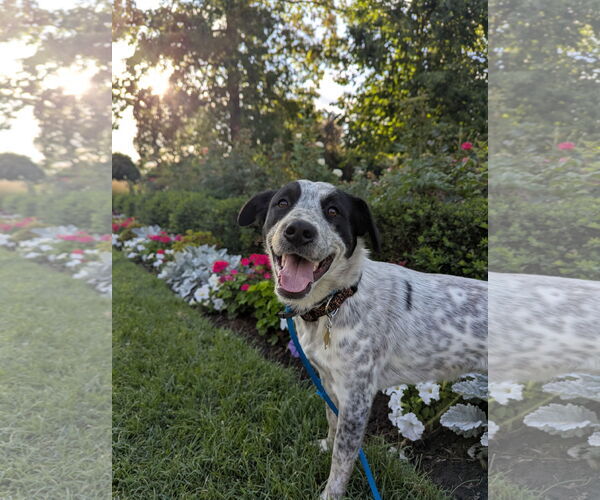 Medium Photo #1 Mutt Puppy For Sale in Sandy, UT, USA