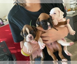 Boxer Puppy for sale in FORT WORTH, TX, USA
