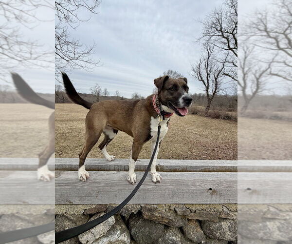 Medium Photo #11 Borador Puppy For Sale in Brewster, NY, USA