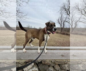 AC - Sharon - Female Borador Dog for Adoption - Photo #11