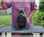 Small #5 Cane Corso