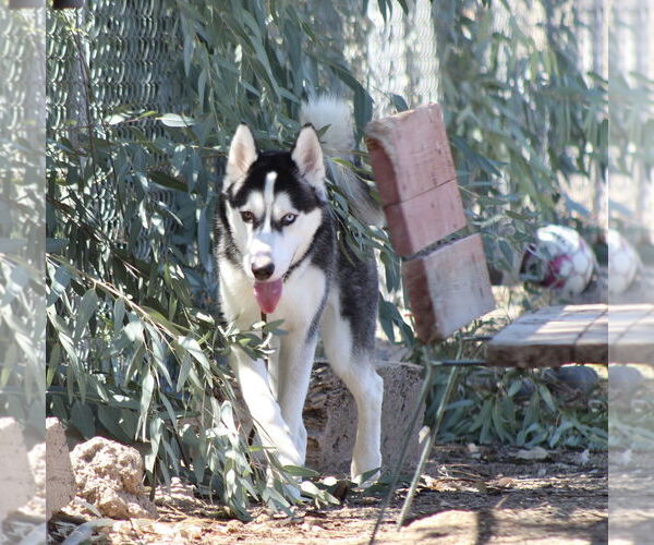 Medium Photo #4 Siberian Husky Puppy For Sale in El Centro, CA, USA