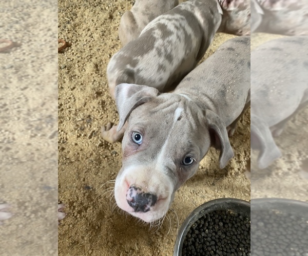 Medium Photo #10 American Staffordshire Terrier Puppy For Sale in MIMS, FL, USA