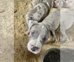 Small Photo #10 American Staffordshire Terrier Puppy For Sale in MIMS, FL, USA