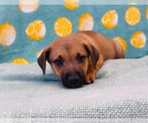 Shepradors Dogs for adoption in Lakewood, CO, USA