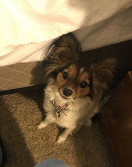 Mother of the Papillon puppies born on 01/14/2019