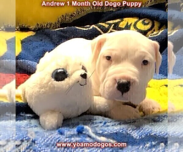 Medium Photo #55 Dogo Argentino Puppy For Sale in JANE, MO, USA