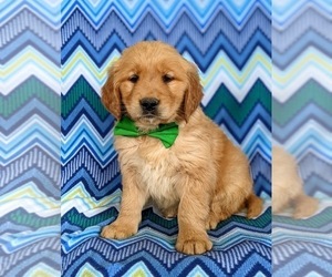 Golden Retriever Puppy for sale in OXFORD, PA, USA
