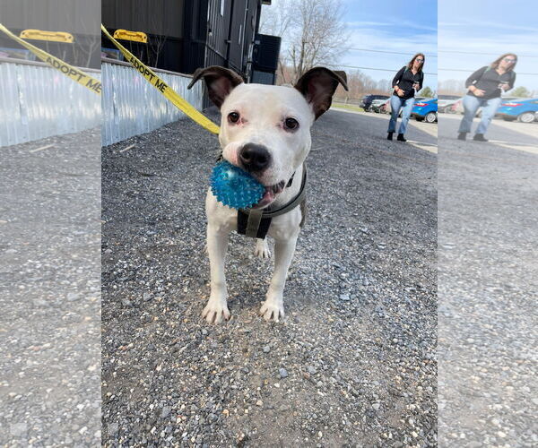 Medium Photo #16 American Pit Bull Terrier-Unknown Mix Puppy For Sale in Derwood, MD, USA