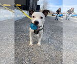 Small #15 American Pit Bull Terrier Mix