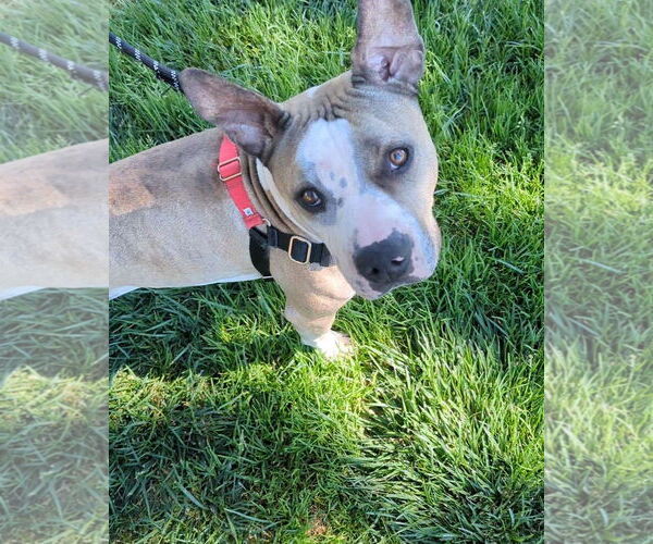 Medium Photo #3 Staffordshire Bull Terrier-Unknown Mix Puppy For Sale in Woodland Hills, CA, USA