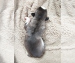 Small #18 Siberian Husky