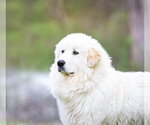 Small #5 Great Pyrenees