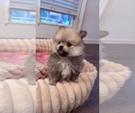 Small #3 Pomeranian