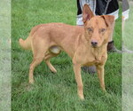 Small #1 Golden Shepherd