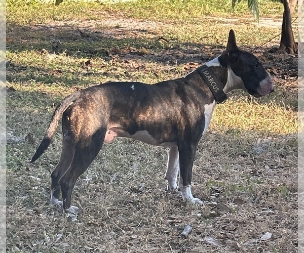 Medium Photo #1 Bull Terrier Puppy For Sale in LAND O LAKES, FL, USA