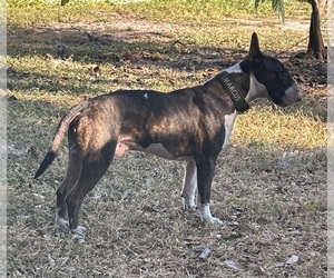 Father of the Bull Terrier puppies born on 06/16/2026
