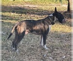 Small Photo #1 Bull Terrier Puppy For Sale in LAND O LAKES, FL, USA