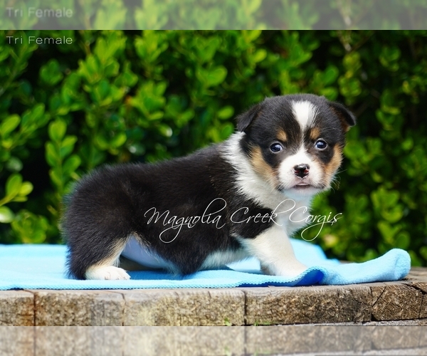 Medium Photo #4 Pembroke Welsh Corgi Puppy For Sale in CRESTVIEW, FL, USA