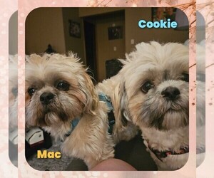 Father of the Shih Tzu puppies born on 06/13/2025