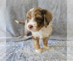 Puppy Roo Aussiedoodle Miniature -Miniature Bernedoodle Mix