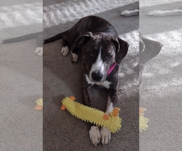 Medium Photo #1 Mutt Puppy For Sale in Rustburg, VA, USA