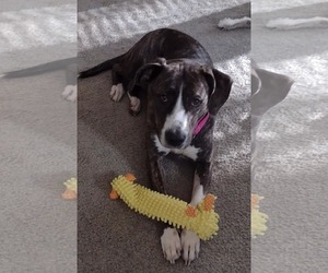 Mutt Dogs for adoption in Rustburg, VA, USA