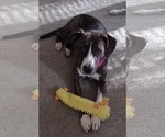 Arabella - Not at the Shelter (MaryBeth) - Female Mutt Dog for Adoption - Small photo