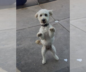 Amaya - Female Goldendoodle (Miniature) Dog for Adoption - Photo #2