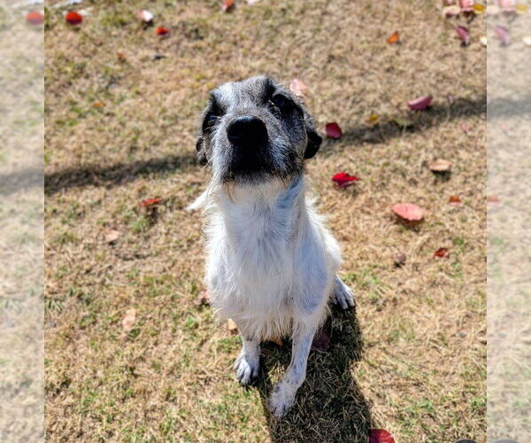 Medium Photo #2 Mutt Puppy For Sale in Vail, AZ, USA