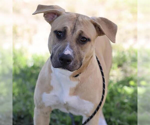 Medium Photo #1 Mutt Puppy For Sale in Modesto, CA, USA