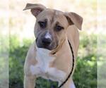 *RAVE - Female Mutt Dog for Adoption - Small photo