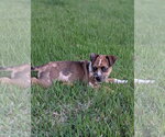Small #3 Catahoula Leopard Dog Mix