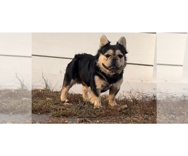Medium Photo #1 French Bulldog Puppy For Sale in NEWPORT, NC, USA
