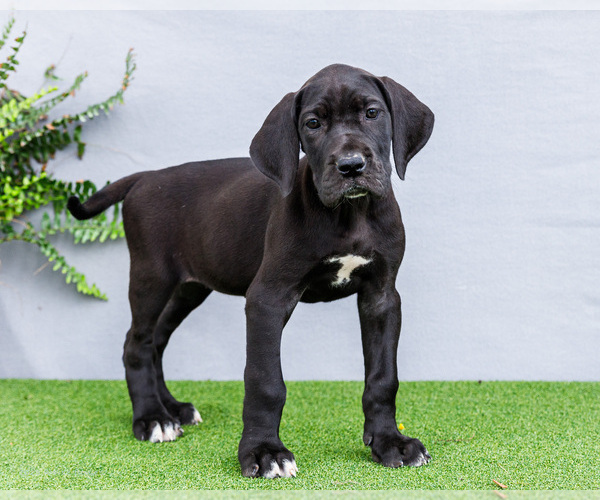Medium Photo #10 Great Dane Puppy For Sale in WAKARUSA, IN, USA
