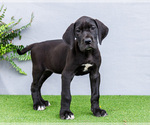 Small Photo #84 Great Dane Puppy For Sale in WAKARUSA, IN, USA