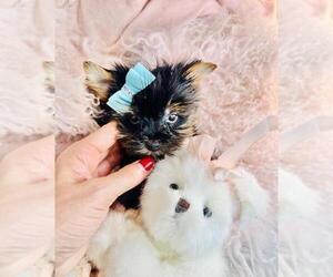 Medium Yorkshire Terrier