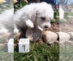 Small Photo #5 Bichon Frise Puppy For Sale in SCOTTVILLE, MI, USA