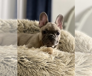 French Bulldog Puppy for sale in PALMDALE, CA, USA